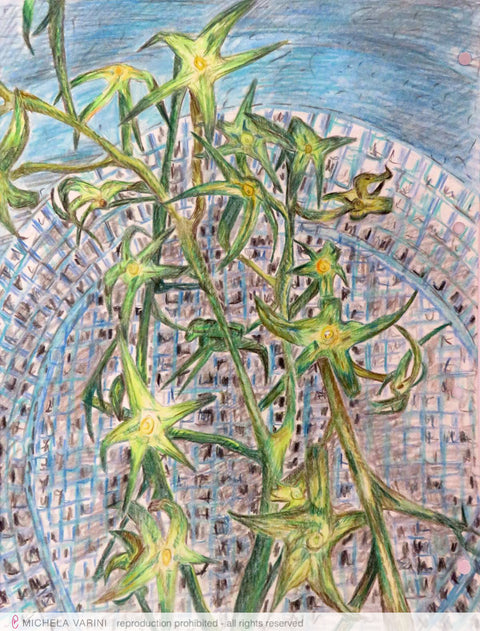 Pianta di Pomodorini Michela Varini